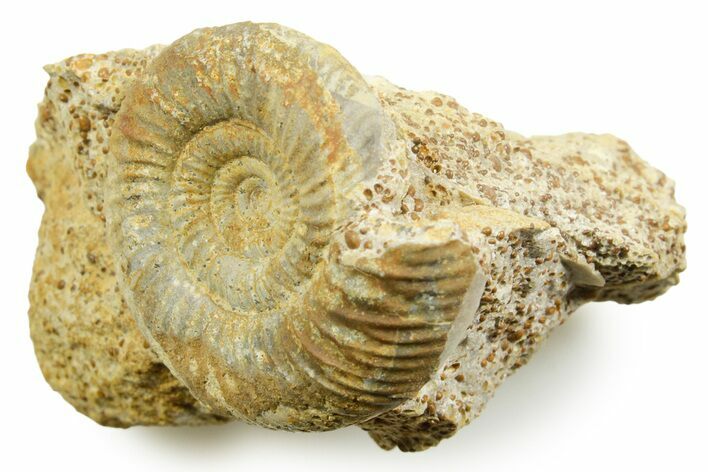 Jurassic Ammonite (Prorsisphinctes) Fossil - Évrecy, France #367777